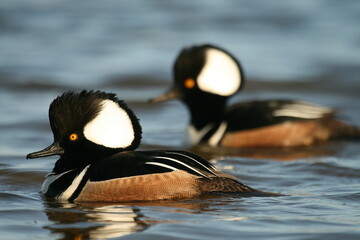 Wall Mural - Hooded merganser males on the water