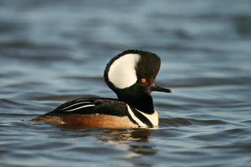 Poster - Male hooded merganser (Lophodytes cucullatus) in display 