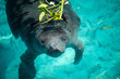 African Manatee is going to surface for breathing