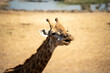 Close up of Giraffe walking around savannah