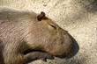 Capybara is sleeping and release its tear