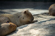 Capybara sitting down to evade hot weather