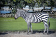 Zebra standing alone near pond