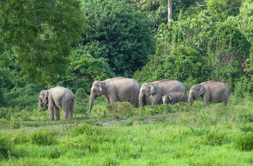asian wild elephants are walking under the hot sun in kuiburi national park, thailand.