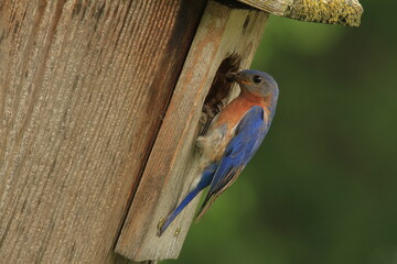 Wall Mural - Eastern bluebird at house