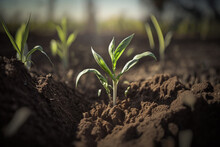 Springtime Corn Field With Fresh, Green Sprouts In Soft Focus. In A Farmed Farm Area, Young, Green Corn Seedling Sprouts Are Growing. Agricultural Landscape With Soil Based Corn Sprouts. Generative AI