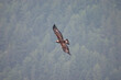 Golden eagle in flight (Aquila chrysaetos)