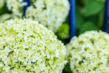 White Hydrangea Flowers Bush Background In A Garden With Blue Fence