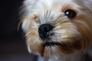 Wall Mural - Close-up portrait of Yorkshire Terrier. Cute little dog, doggy, puppy hairy brown muzzle face close up looking into a distance. Dog theme wallpaper, background. Domestic animal, lovely pet macro photo