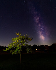 Wall Mural - night sky with tree