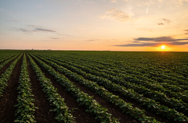 Wall Mural - Open soybean field at sunset.