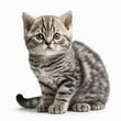  a small kitten with blue eyes sitting on a white surface with its paw up to the side of the cat's head, looking at the camera.  generative ai