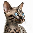  a close up of a cat with blue eyes and a black and white pattern on it's body and a black and white background.  generative ai