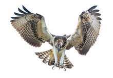 Osprey Swoops Down With Its Talons Outstretched