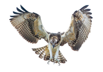 Osprey swoops down with its talons outstretched