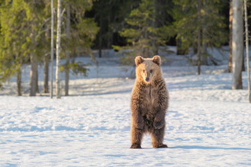 Wall Mural - Young brown bear stands on its hind legs on a snowy bog in Finland near Russian border