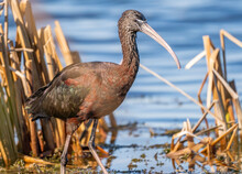 A Glossy Ibis Wading In The Shallow Marsh Water. 