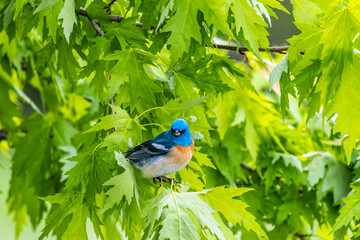 Wall Mural - blue bird on a branch