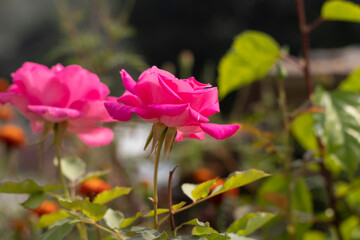 Wall Mural - Pink Rose on The Tree Close up Photos