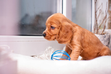 Wall Mural - Red spaniel puppy looks to the side. The dog is on the background of a blurred window and a flower pot. The dog is one month old. The toy ball is lying nearby. The photo is blurred