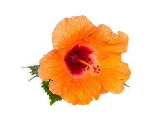 Sticker - hibiscus isolated over white background, png file 