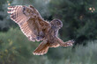 Landing of a beautiful Eurasian Eagle-Owl (Bubo bubo) reaching out to perch on branch. Noord Brabant in the Netherlands.                                           