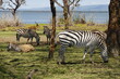 Kenya - Lake Naivasha - Crescent Island - waterbuck, zebra