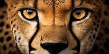 Close Up Photo Of A Cheetah - Created With Generative AI Technology