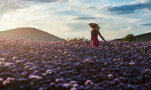 Beautiful And Pretty Woman In Pink And Sun Hat, Walks Among Purple Flowers, And Enjoys The Last Rays Of The Setting Sun.
