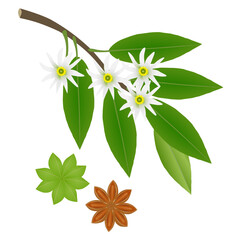 Wall Mural - Branch of star anise with flowers and fruits on a white background.
