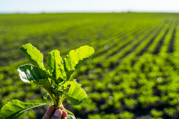 Wall Mural - Farmer holding a leaves of sugar beet with a beetroot field on the background. Growing beet seedlings. Young, sprouted beet growing in agricultural field. Growing vegetables.