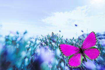 Wall Mural - Beautiful butterfly on fresh spring flowers