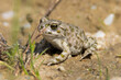 ropucha zielona, The European green toad Bufotes viridis
