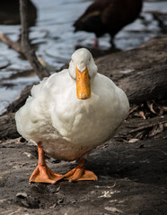 Duck down by the lake