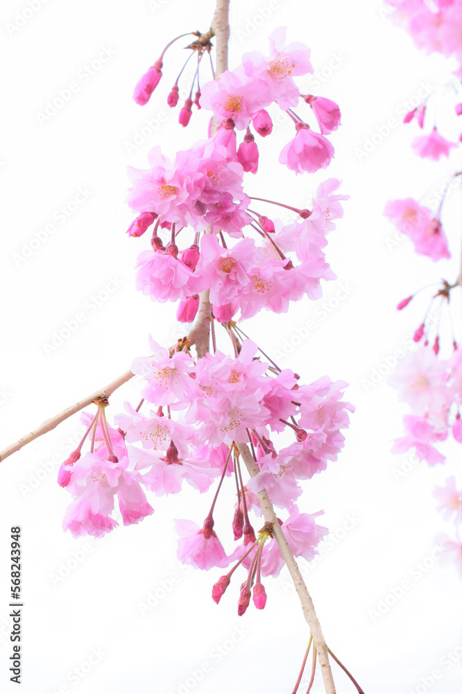 枝垂れ桜のクローズアップ、しだれ桜、白背景、さくら、サクラの花