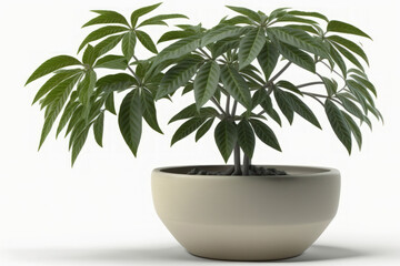 a juvenile Schefflera in a pot on a white background. Generative AI