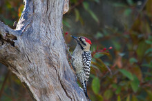 Ladder-backed Woodpecker On Dead Tree.