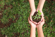 © Queenmoonlite Studio - Two hands holding together a green young plant over the green grass. Earth day concept with copy space.