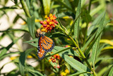 Fototapeta Krajobraz - Monarch butterfly on lantana flowers.