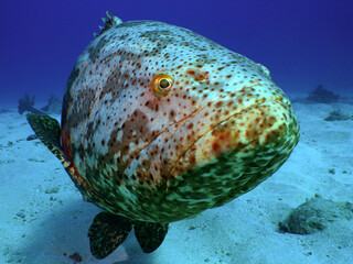 Wall Mural - An Inquisitive Atlantic Goliath Grouper Gets Close in the Florida Keys