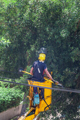 A pruning specialist cuts tree branches that could damage the city's electrical cable