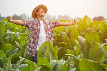 Wall Mural - Happy farmer. Asian farmer working in the field of tobacco tree, spread arms and raising his success fist happily with feeling very good while working. Happyness for agriculture business concept.