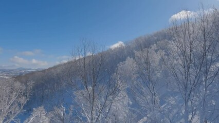 Wall Mural - moving up past snow covered trees on a frosty winter mountain