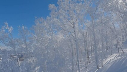 Wall Mural - sunlight filtering through snow covered backlit trees on a cold winter morning
