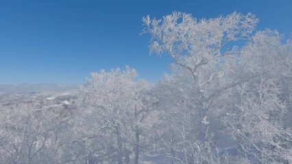 Wall Mural - aerial moving past beautiful winter snow covered trees and blue sky landscape