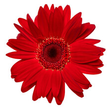 Top View Of Red Gerbera Flower Isolated On White Background.