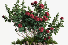 Bush With Flowers Cutout On A White Backdrop. Red Rose Bush For Garden Design Or Landscaping. For Use In Professional Compositions, Photorealistic. Generative AI