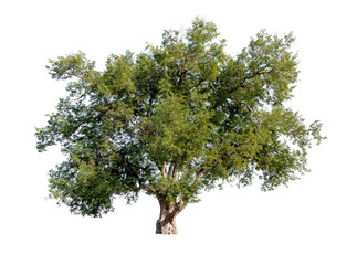 Isolated single tree greenery botanical