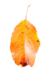 Wall Mural - Autumn leaf from a tree isolated on a white background.