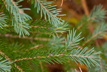 Fir Branches Showing New Growth.
